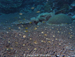 Habitat reef by Hansruedi Wuersten 
